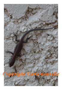 lézard, animal utile au jardin