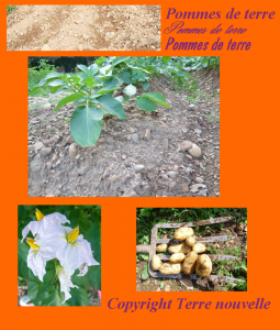 Culture des pommes de terre