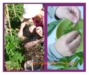 abonder-ecologiquement-son -potager-legumineuses Légumineuses : abonder en azote de manière écologique et économique son potager