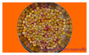 Confiture de mirabelles