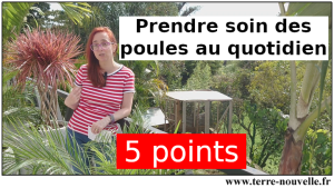 POULES PONDEUSES : 5 points pour prendre soin des Poules au quotidien