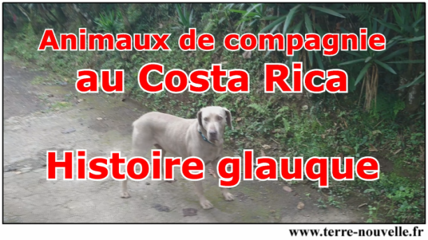 Les animaux de compagnie au Costa Rica - et une histoire glauque...