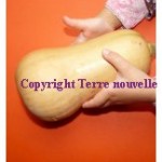 Courge butternut