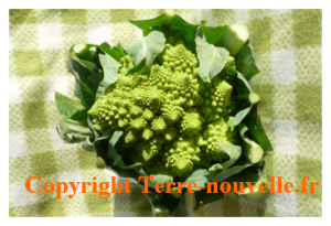 Chou romanesco recettes