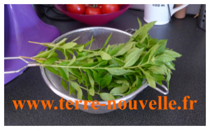 Comment faire soi-même sa tisane verveine citronnelle