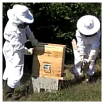 comment recolter le miel