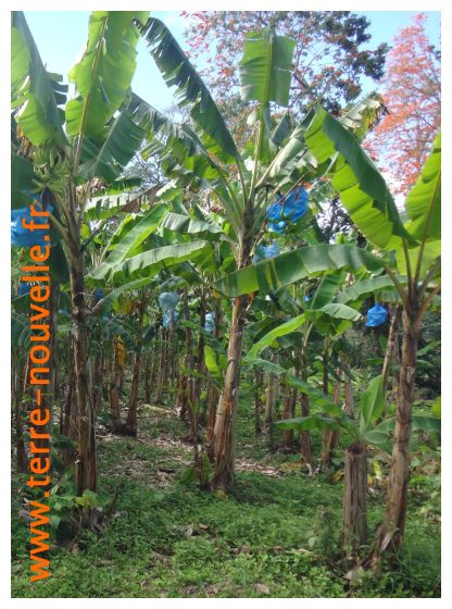 Culture de la banane au Costa Rica : on voit les régimes de bananes mis en sac plastique avant la récolte