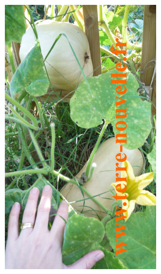 Culture de la Courge Butternut, ou doubeurre