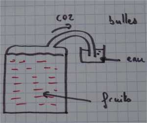 fermentation des fruits