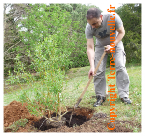 jardin-le-saule-des-vanniers-salix-viminalis Jardin : le saule des vanniers, salix viminalis