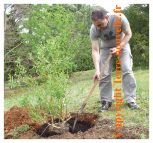 Jardin : le saule des vanniers, salix viminalis