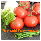 Potage froid tomate fenouil