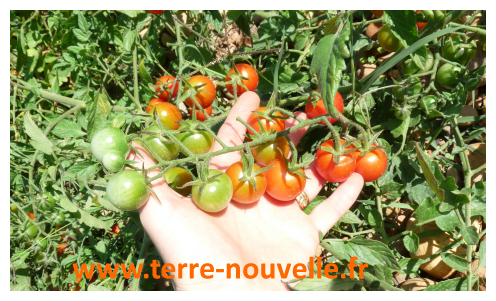 Potager : par où commencer pour obtenir des résultats et avoir envie de continuer ?...