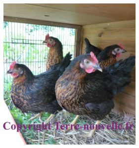 Survivalisme familial : les poules pondeuses