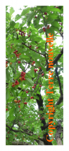 traiter-les-fruitiers-contre-les-vers-dans-les-fruits Traiter les arbres contre les vers : vers dans les fruits