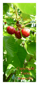 cerises-dans-l-arbre allergies alimentaires et traitement chimique sur les fruits et légumes