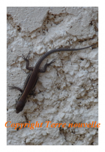 lezard lézard, animal utile au jardin