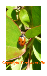 coccinelle coccinelle
