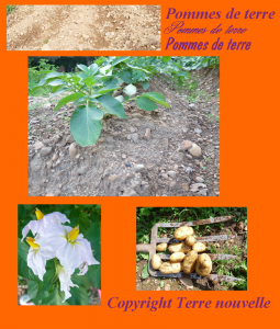 culture-des-pommes-de-terre Culture des pommes de terre