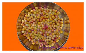 mirabelles Confiture de mirabelles