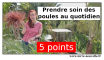 5 points pour prendre soin des poules au quotidien 5 points pour s'occuper des poules au quotidien