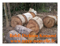 Fabrication de charbon de bambou par Bahfi Dickson Kouamé, en Cote dIvoire Comment fabriquer du charbon de bambou Abattage des arbres et découpe des arbres