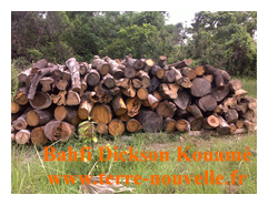Fabrication de charbon de bambou par Bahfi Dickson Kouamé, en Cote dIvoire Comment fabriquer du charbon de bambou Assemblage des troncs sur site