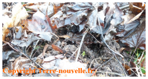 avoir-une-bonne-terre-pour-le-potager Comment avoir une bonne terre pour le potager