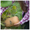 Culture de la courge butternut : comment je fais Butternut : comment je la cultive