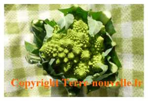 choux-romanesco-recettes Chou romanesco recettes