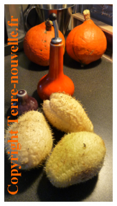 christophine-recettes Christophine ou chayote recettes