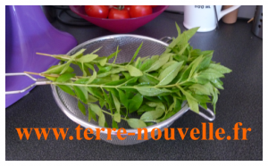 Comment faire une tisane Verveine citron maison Comment faire soi-même sa tisane verveine citronnelle