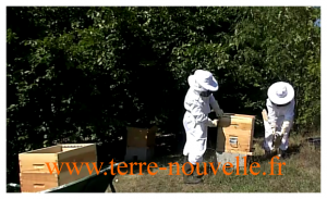 Comment récolter le miel comment recolter son miel