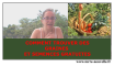 Comment trouver des semences et graines (presque) gratuites, et même sil ny en a plus en jardinerie comment trouver graines et semences (presque) gratuites