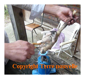 comment-tuer-plumer-vider-un-canard-une-poule Comment tuer, plumer, vider un canard, une poule