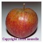 Compote de pomme