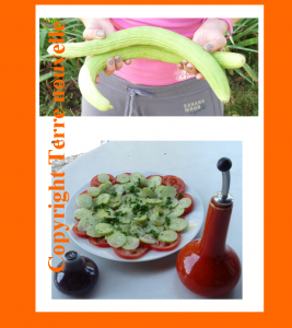 concombre-espagnol Concombre espagnol, salade de concombre, gaspacho de concombre