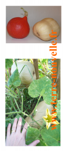 courge-butternut-potimarron-du-jardin Recettes de courge butternut et potimarron du jardin