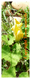 courgette-qui-pourrit-sur-pied Problème de la courgette qui pourrit sur pied sans grossir