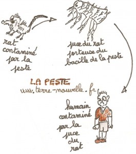 La peste pourrait revenir en Europe Comment la peste se transmet-elle du rat à l'humain ?