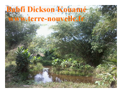 Fabrication de charbon de bambou par Bahfi Dickson Kouamé, en Cote dIvoire Comment fabriquer du charbon de bambou le bambou à l'état sauvage