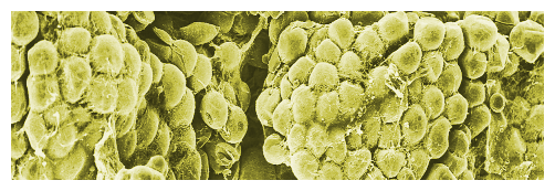 Mini jeûne : rajeunissez !... ça vous dirait de vous débarrasser de ces cellules graisseuses tout en soignant votre santé et votre longévité ? Essayez le mini-jeûne ou mini-diète !...