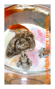 poisson-rouge-nourri-avec-insectes Poisson rouge : donner des insectes à manger à un poisson rouge