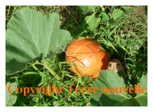 potimarron-culture-du-potimarron Potager et potimarron : culture du potimarron