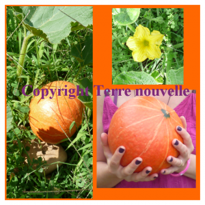 potimarron-recettes Potimarron : recettes