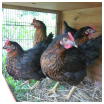 poule chez terre nouvelle Survivalisme familial : nos quatre premières poules pondeuses