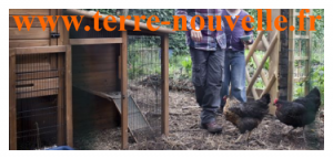 Retour d'expérience : nos poules pondeuses 1 an après leur arrivée