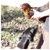 retour d'expérience, poules pondeuses 3 ans