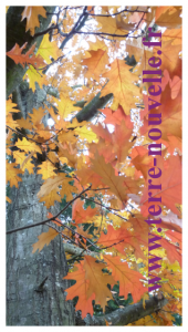 recettes-confiture-fruits-d-automne Recettes de confitures de fruits d'automne