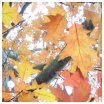 recettes confitures d automne Confitures dautomne : recettes